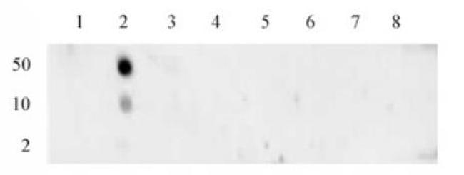 Histone H3K4me1 Antibody in Dot Blot (DB)