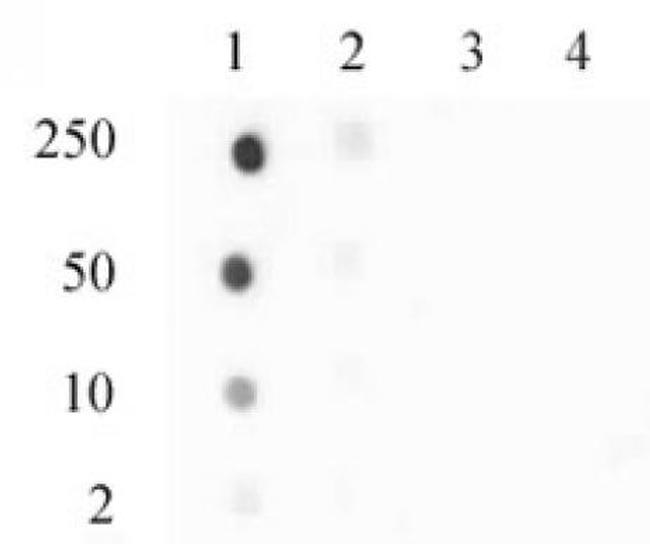 Histone H3.3S31ph Antibody in Dot Blot (DB)