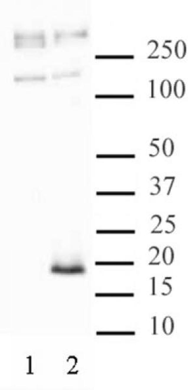 Histone H3.3S31ph Antibody in Western Blot (WB)