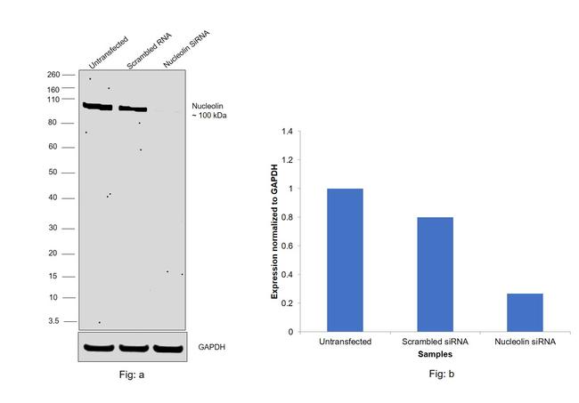 Nucleolin Antibody in Western Blot (WB)