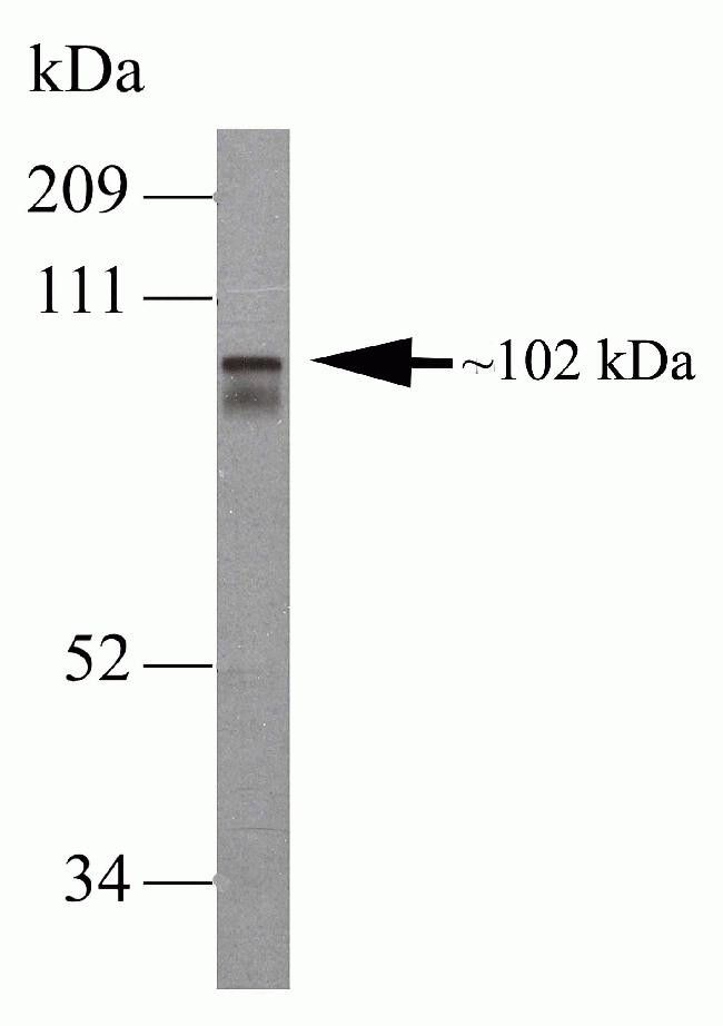 Nucleolin Antibody in Western Blot (WB)