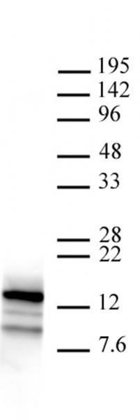 Htz1 / Histone H2A.Z Antibody in ChIP Assay (ChIP)