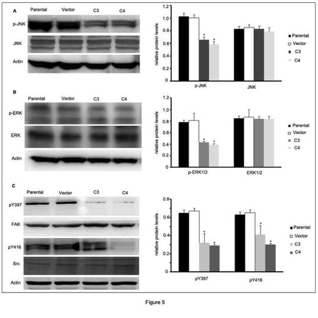 FAK Antibody in Western Blot (WB)