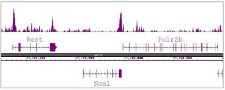 Histone H3R8me2a (asymmetric) Antibody in ChIP-Sequencing (ChIP-Seq)