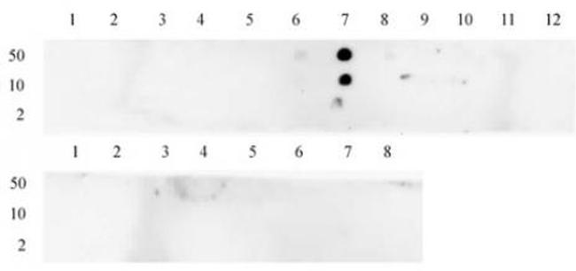 Histone H3K23me2 Antibody in Dot Blot (DB)