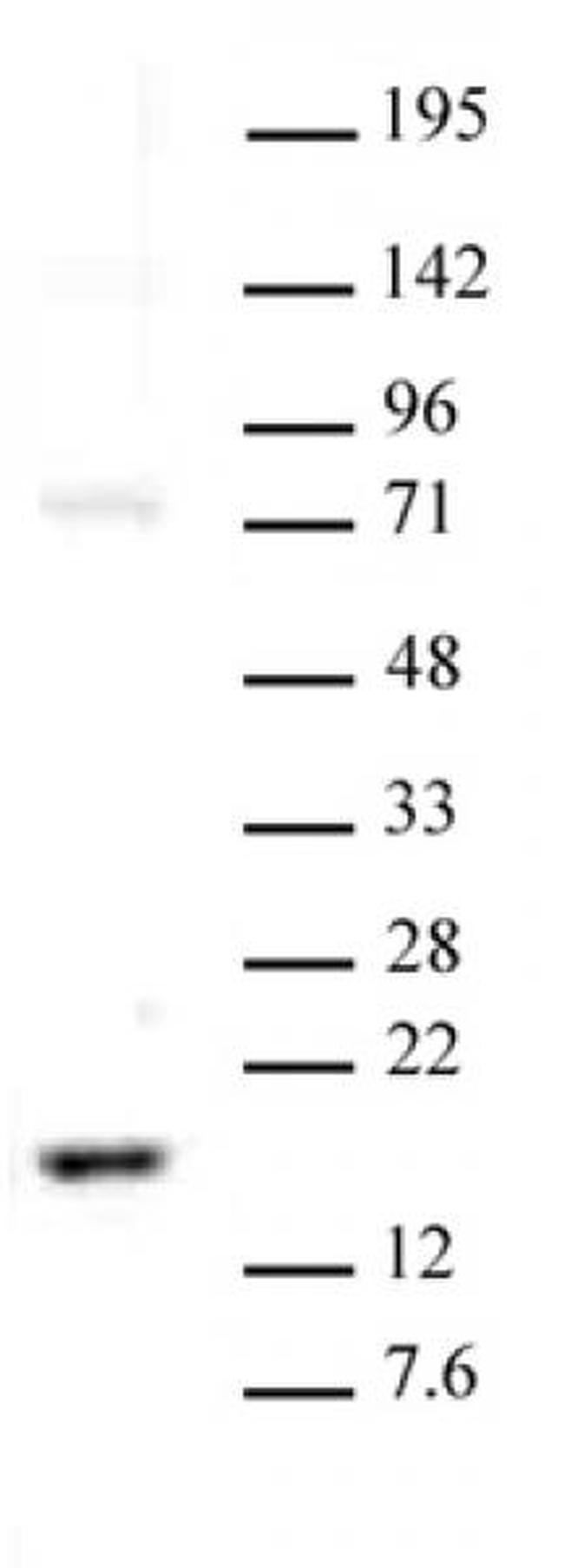 Histone H3K23me2 Antibody in Western Blot (WB)