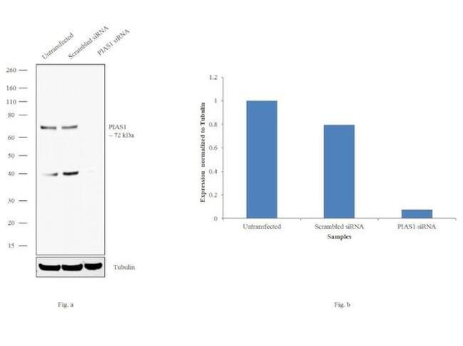 PIAS1 Antibody in Western Blot (WB)