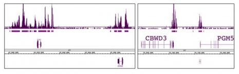 Ring1B Antibody in ChIP Assay (ChIP)