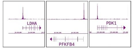 HIF-1 alpha Antibody in ChIP-Sequencing (ChIP-Seq)