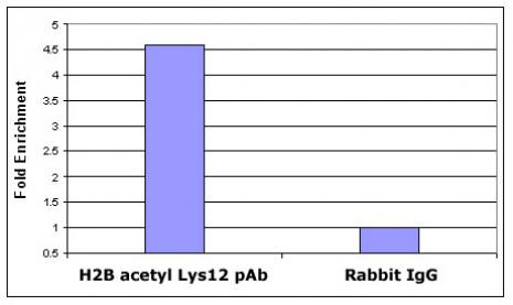 Histone H2BK12ac Antibody in ChIP Assay (ChIP)