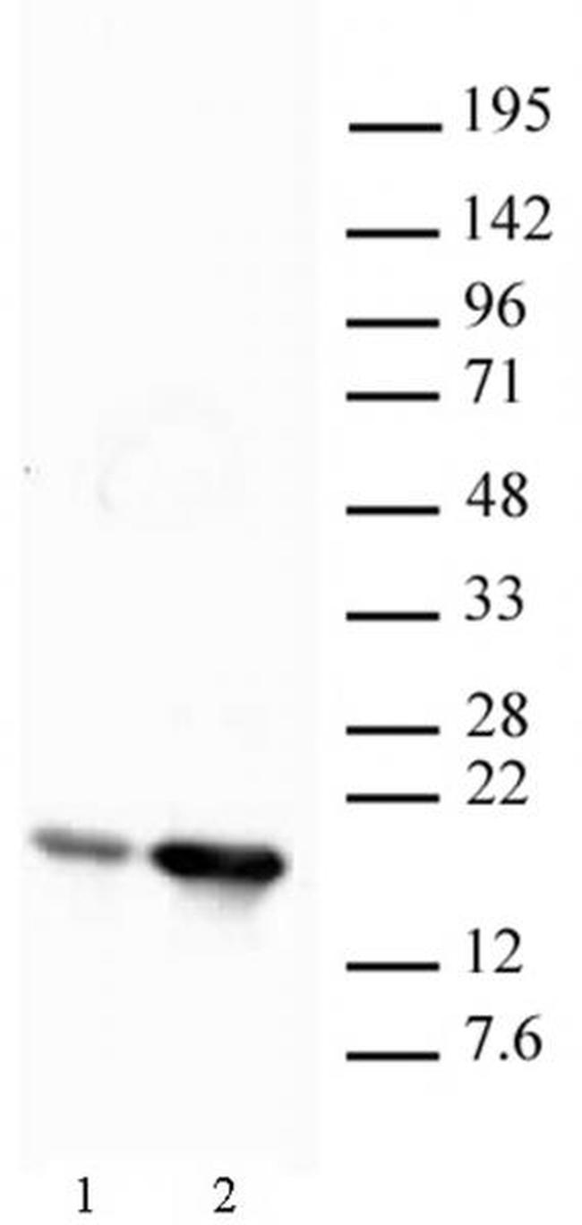 Histone H2BK12ac Antibody in Western Blot (WB)