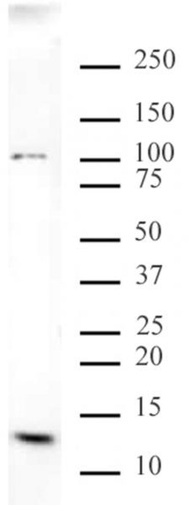 Histone H4K20me3 Antibody in Western Blot (WB)