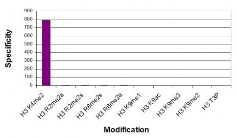 Histone H3K4me2 Antibody in ELISA (ELISA)