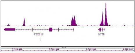 Histone H3K4me2 Antibody in ChIP-Sequencing (ChIP-Seq)