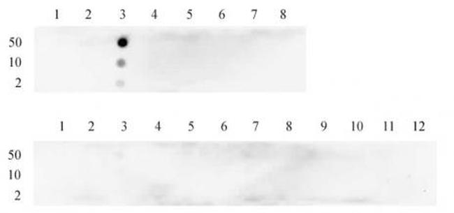 Histone H3K4me2 Antibody in Dot Blot (DB)