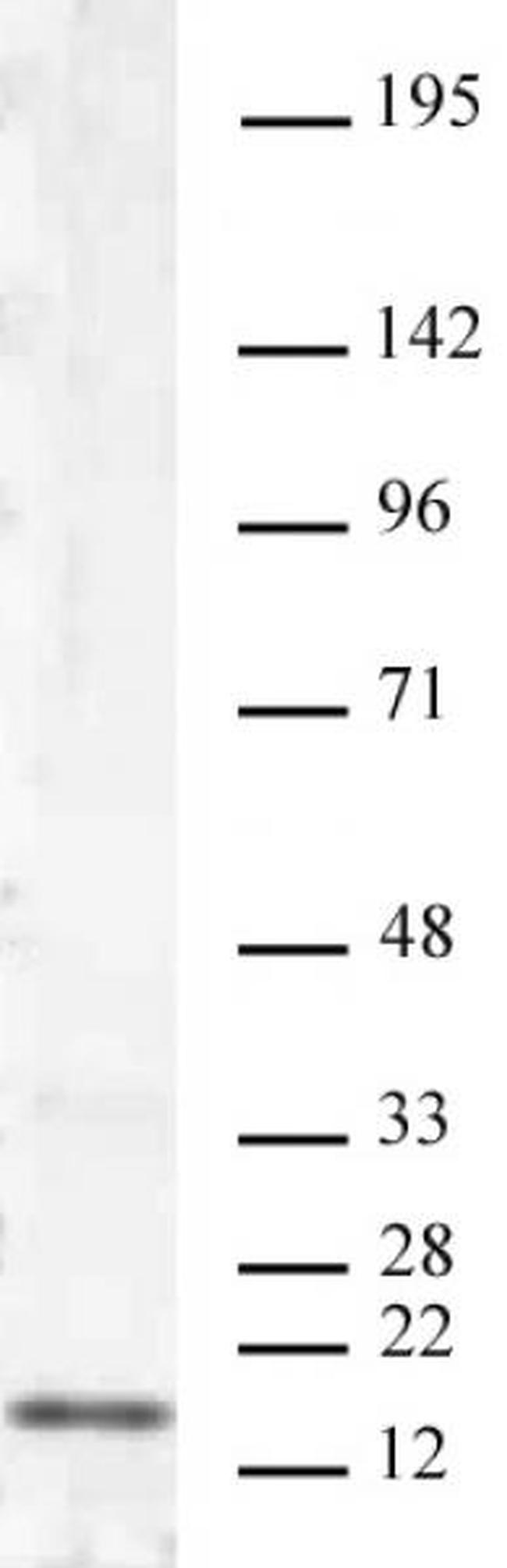 Histone H3K4me2 Antibody in Western Blot (WB)