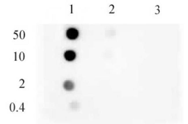 Histone H3K9me1 Antibody in Dot Blot (DB)