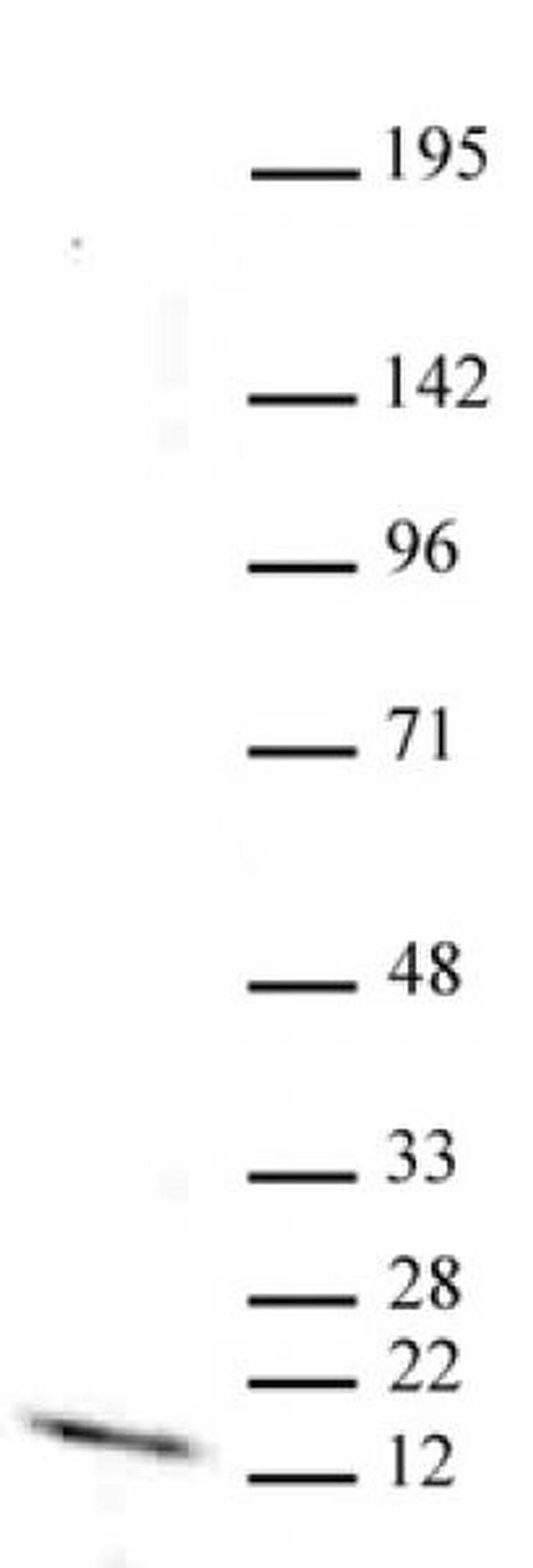 Histone H3K9me1 Antibody in Western Blot (WB)