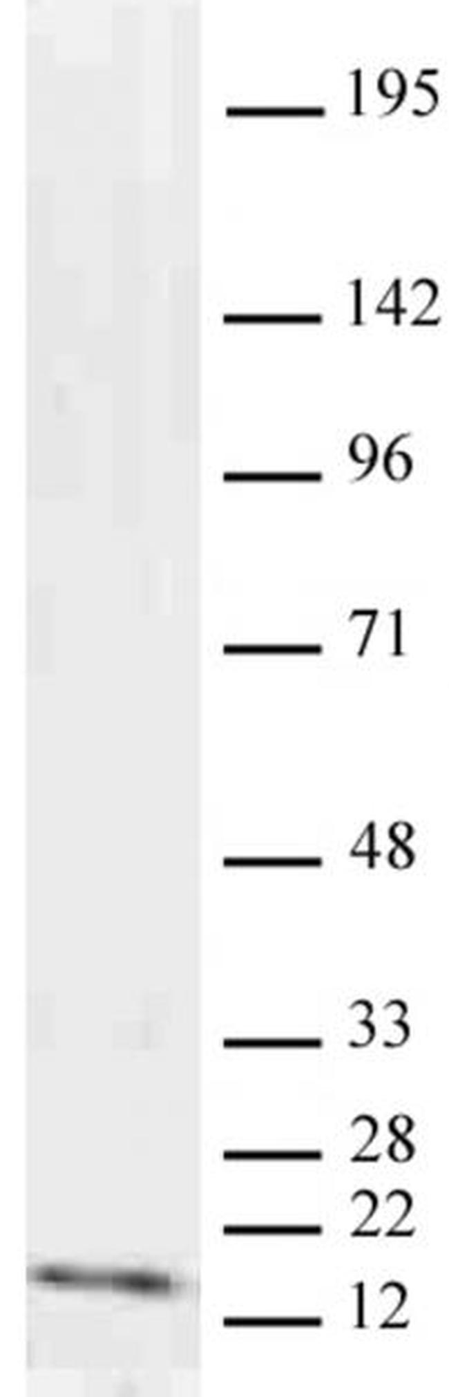 Histone H3K9me2 Antibody in Western Blot (WB)