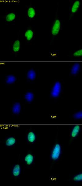 Histone H2A.X Antibody in Immunocytochemistry (ICC/IF)