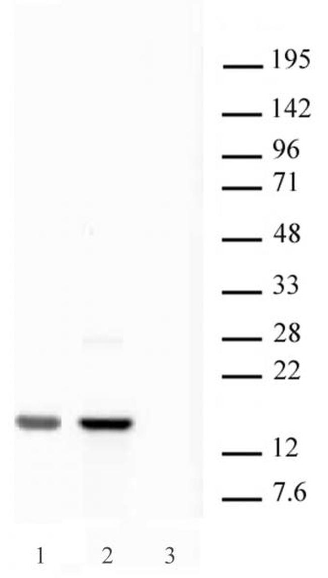 Histone H2A.X Antibody in Western Blot (WB)