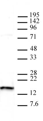 Histone H2A.X Antibody in Western Blot (WB)