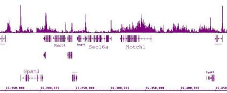 Histone H4K5ac Antibody in ChIP-Sequencing (ChIP-Seq)