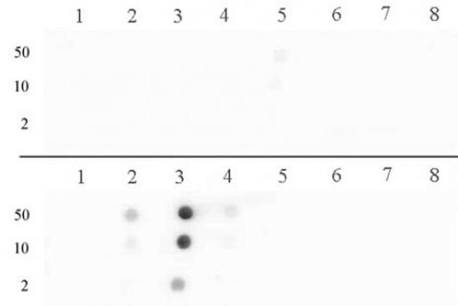 Histone H3R17me2a (asymmetric) Antibody in Dot Blot (DB)