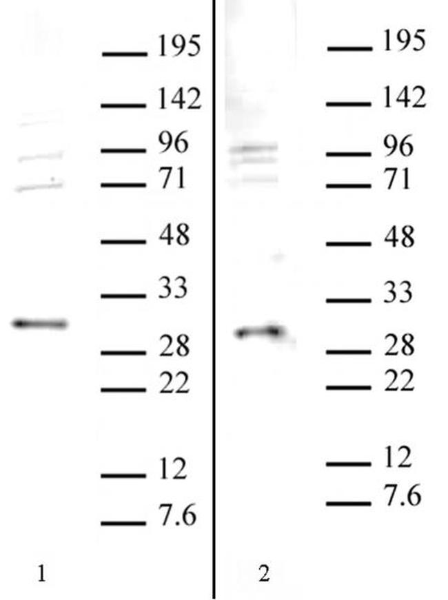 SAP30 Antibody in Western Blot (WB)