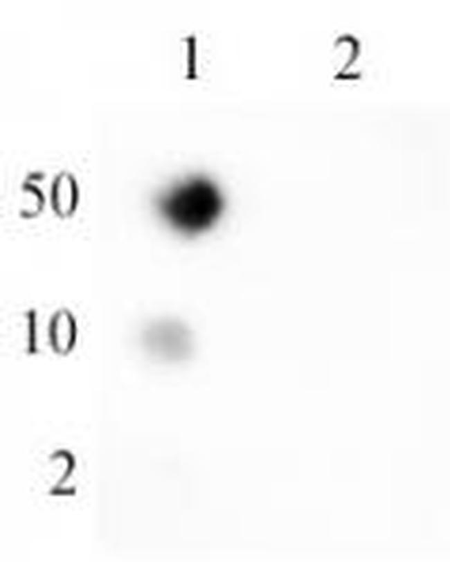 Ubiquitin Antibody in Dot Blot (DB)