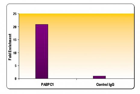 Phospho-RNA pol II CTD (Ser5) Antibody in ChIP Assay (ChIP)