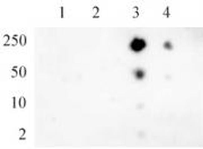 Phospho-RNA pol II CTD (Ser5) Antibody in Dot Blot (DB)