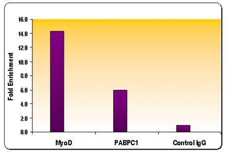 Histone H3K9me2 Antibody in ChIP Assay (ChIP)