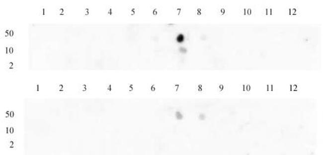 Histone H3K9me2 Antibody in Dot Blot (DB)