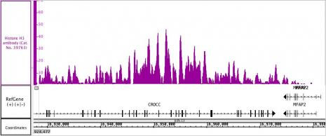 Histone H3 Antibody in ChIP Assay (ChIP)