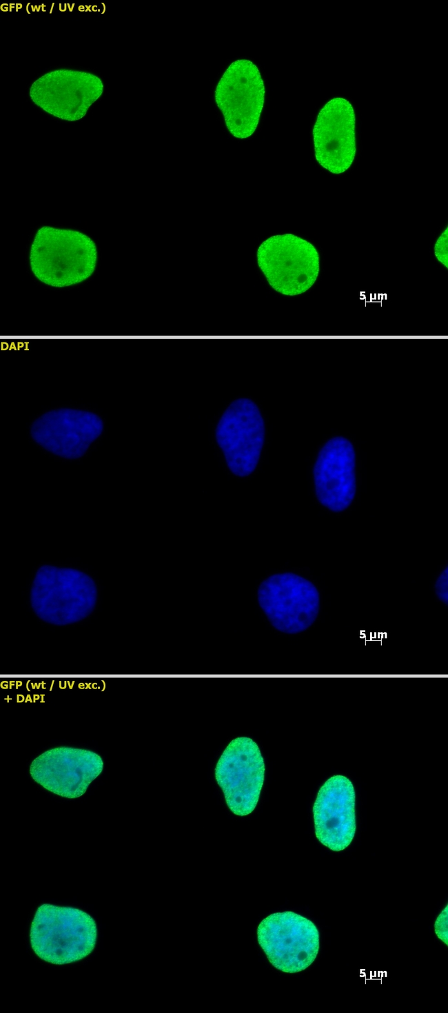 Histone H3 Antibody in Immunocytochemistry (ICC/IF)