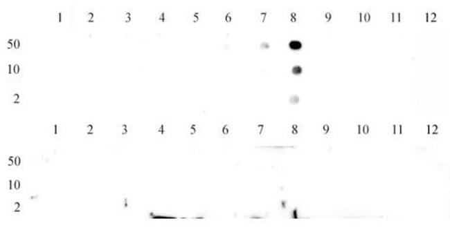 Histone H3K9me3 Antibody in Dot Blot (DB)