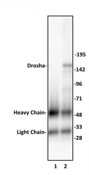 Drosha Antibody in Immunoprecipitation (IP)