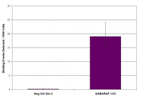 MITF Antibody in ChIP Assay (ChIP)