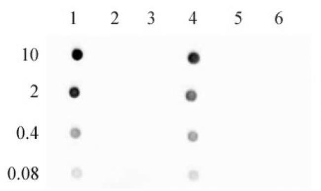 5-Hydroxymethylcytosine (5-hmC) Antibody in Dot Blot (DB)