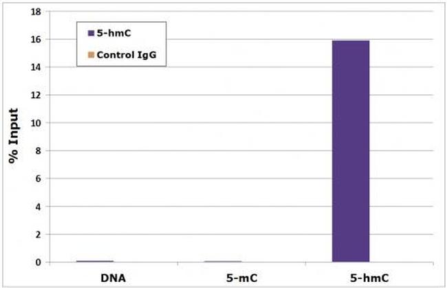 5-Hydroxymethylcytosine (5-hmC) Antibody in Methylated DNA Immunoprecipitation (MeDIP)