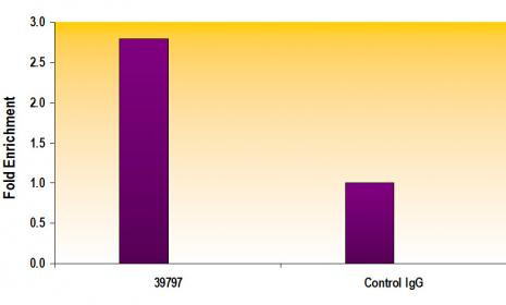 AIB1 / SRC-3 Antibody in ChIP Assay (ChIP)