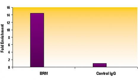 SMARCA2 / BRM Antibody in ChIP Assay (ChIP)