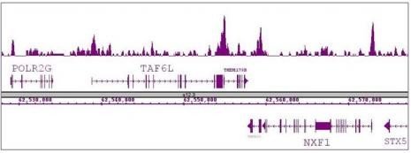 Oct-4 Antibody in ChIP-Sequencing (ChIP-Seq)