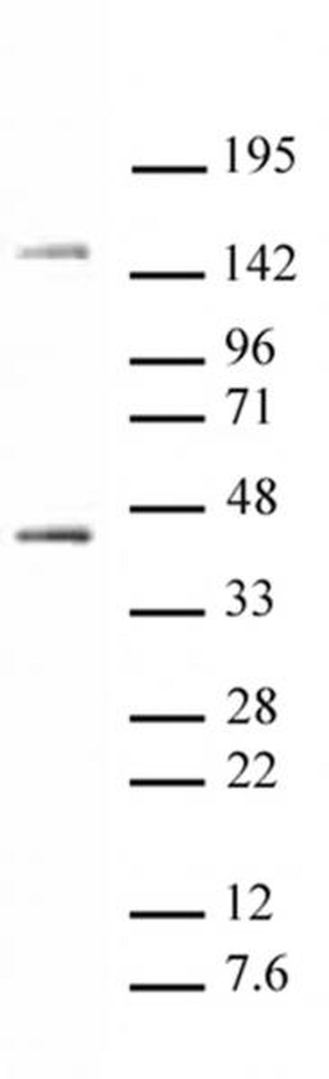 Oct-4 Antibody in Western Blot (WB)