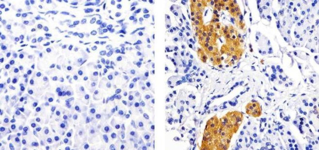 GAD65 Antibody in Immunohistochemistry (Paraffin) (IHC (P))