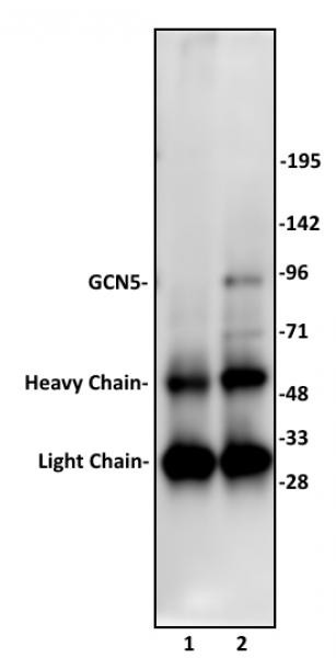 GCN5 Antibody in Immunoprecipitation (IP)