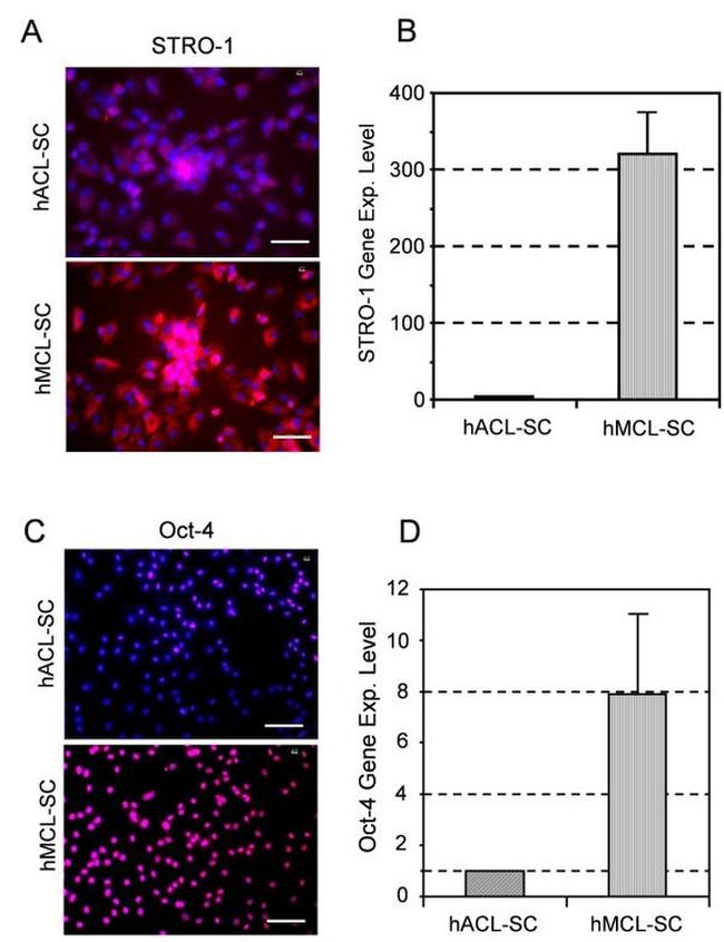 STRO-1 Antibody in Immunocytochemistry (ICC/IF)