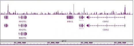 Sox2 Antibody in ChIP-Sequencing (ChIP-Seq)