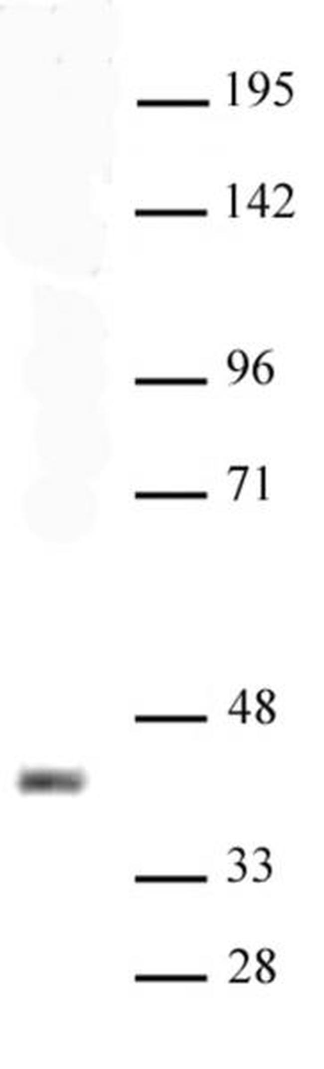 Sox2 Antibody in Western Blot (WB)